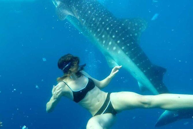 Cebu Whale Shark Interaction, Moalboal Sea Turtles, Sardines Run & Canyoneering - The Value and Who It’s For