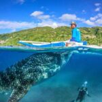 Cebu: Whale Shark, Monkey Sanctuary, & Moalboal Snorkel Tour - An In-Depth Look at the Tour