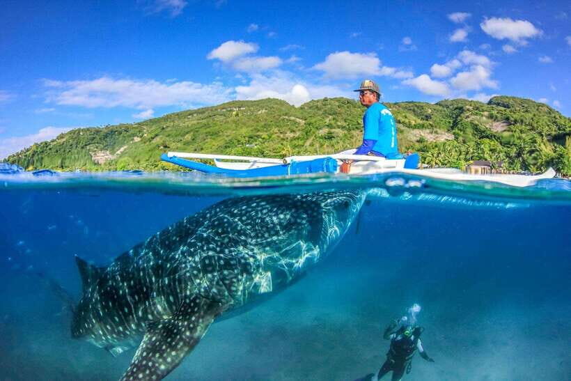 Cebu: Whale Shark, Monkey Sanctuary, & Moalboal Snorkel Tour - An In-Depth Look at the Tour