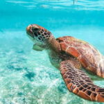 Cebu: Whale Shark, Monkey Sanctuary, & Moalboal Turtles Tour - A Detailed Look at the Tour Experience