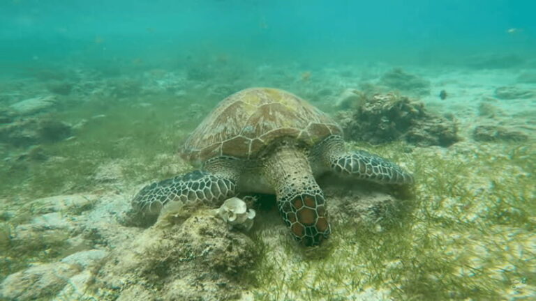 Cebu: Whale Shark Oslob and Moalboal Snorkeling Adventure - Exploring the Cebu Marine Adventure in Detail