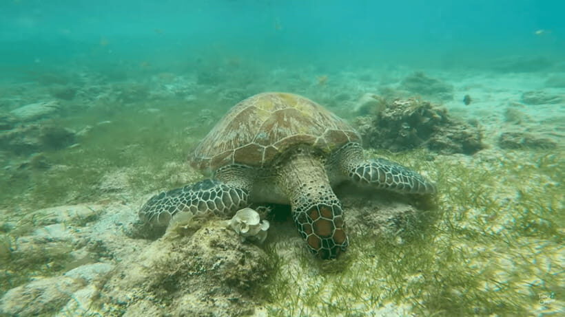 Cebu: Whale Shark Oslob and Moalboal Snorkeling Adventure - Exploring the Cebu Marine Adventure in Detail