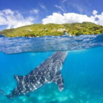 Cebu: Whale Shark Swim and Kawasan Canyoneering Group Tour - What’s Included and What’s Not