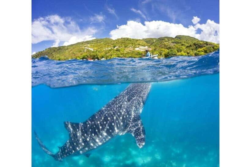 Cebu: Whale Shark Swim and Kawasan Canyoneering Group Tour - What’s Included and What’s Not