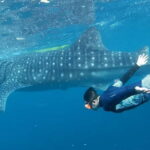 Cebu: Whale Shark Swim and Kawasan Canyoneering Tour - The Itinerary and What Makes It Special