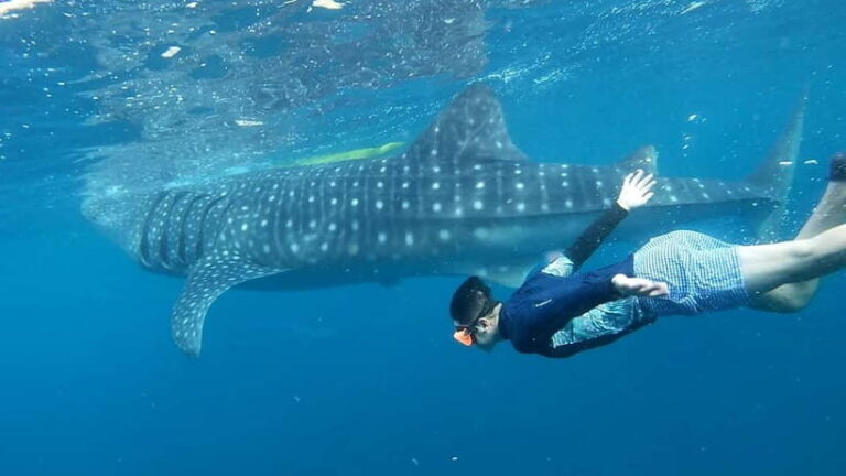 Cebu: Whale Shark Swim and Kawasan Canyoneering Tour - The Itinerary and What Makes It Special
