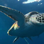 Cebu: Whale Shark Swim, Kawasan Falls & Sardine Run - Detailed Review of the Tour Experience