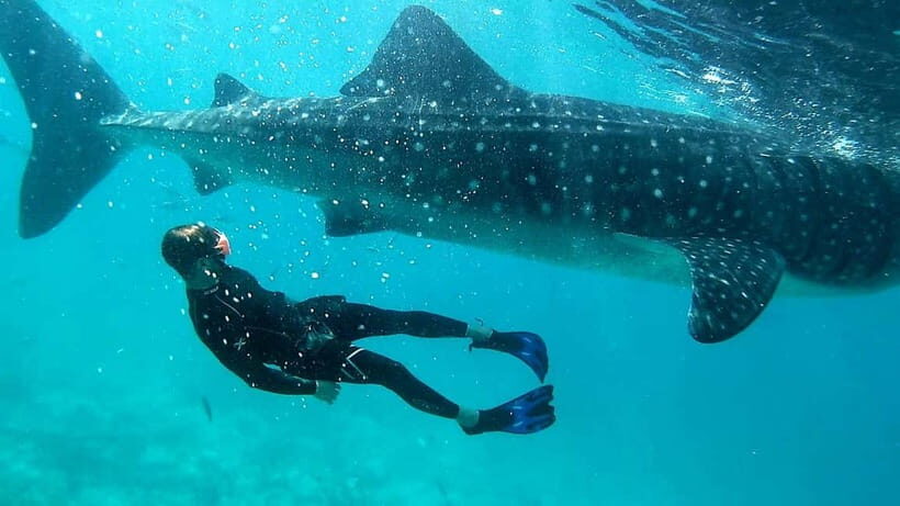 Cebu: Whale Shark Swimming & Inambakan Falls Adventure - The Real Value of this Tour