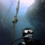 Cebu: Whale Shark, Tumalog, and Moalboal Tour - The Sum Up