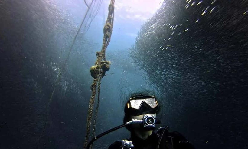 Cebu: Whale Shark, Tumalog, and Moalboal Tour - The Sum Up