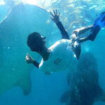 Cebu: Whale Shark, Tumalog Waterfall, and Moalboal Tour - Who This Tour Is Perfect For