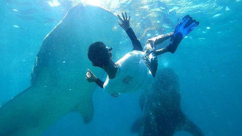 Cebu: Whale Shark, Tumalog Waterfall, and Moalboal Tour - Who This Tour Is Perfect For