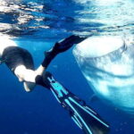 Cebu: Whale Sharks, Ka-Treasure Water Terraces & Simala Tour - The Itinerary in Detail