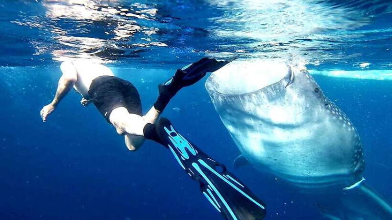 Cebu: Whale Sharks, Ka-Treasure Water Terraces & Simala Tour - The Itinerary in Detail