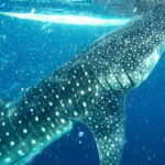 Cebu: Whale Sharks, Kawasan Falls, & Sardines Run Snorkeling - What’s Included and What to Keep in Mind