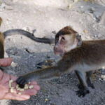 Cebu: Whale Sharks, Tumalog Falls, and Monkey Sanctuary Tour - A Deep Dive into Cebu’s Highlights