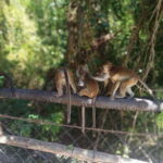 Cebu: Whaleshark Encounter, Tumalog Falls, & Monkey Viewing - The Value of This Tour