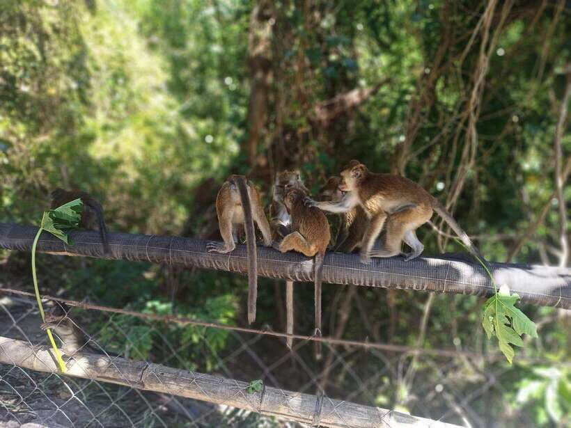 Cebu: Whaleshark Encounter, Tumalog Falls, & Monkey Viewing - The Value of This Tour