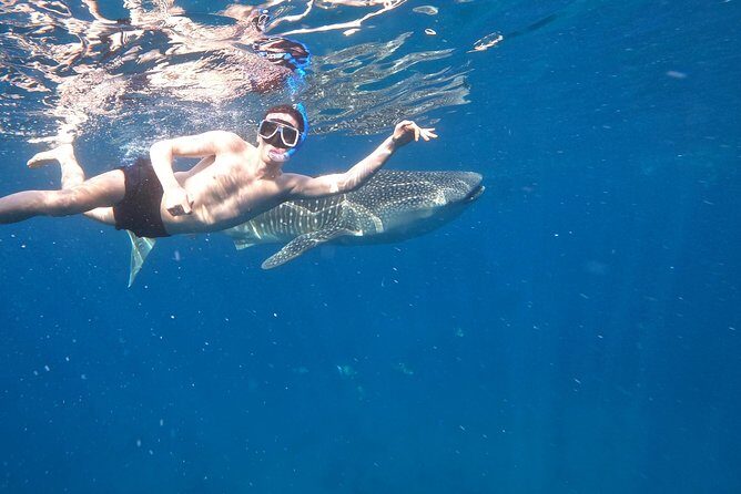 Cebu Whaleshark Tour - A Detailed Look at What to Expect on the Cebu Whaleshark Tour