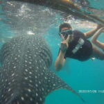 Cebu: WhaleShark , Tumalog Falls, & Sardine Run Snorkeling - A Detailed Look at What’s Included and What to Expect