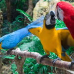 Cebu:Cebu Safari Adventure Park Day Trip - Practical Tips for Visiting