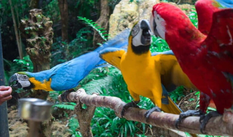 Cebu:Cebu Safari Adventure Park Day Trip - Practical Tips for Visiting