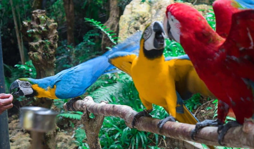 Cebu:Cebu Safari Adventure Park Day Trip - Practical Tips for Visiting