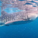 Cebu:Oslob Whale Sharks, Tumalog Falls & Moalboal Snorkeling - Inclusions and Practical Details