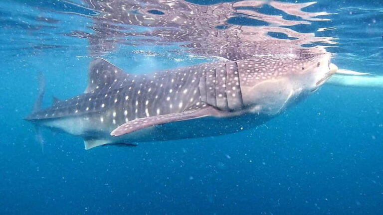 Cebu:Oslob Whale Sharks, Tumalog Falls & Moalboal Snorkeling - Inclusions and Practical Details