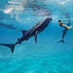 Cebu:Whale Shark, Waterfall, and Sardine Run Group Tour+Meal - Practical Details and Tips for Making the Most of the Day