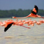 Celestun Biosphere Reserve Tour from Merida - What Travelers Love About This Tour