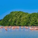Celestun mangrove boat tour from Mérida - A Deep Dive into the Celestún Mangrove Tour