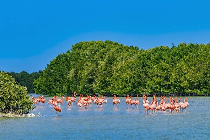 Celestun mangrove boat tour from Mérida - A Deep Dive into the Celestún Mangrove Tour