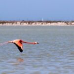 Cenote Suytun & Rio Lagartos & Las Coloradas - Why This Tour Works