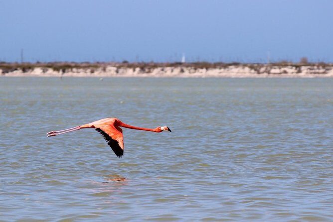 Cenote Suytun & Rio Lagartos & Las Coloradas - Why This Tour Works
