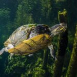 Cenotes snorkeling excursion - Final Thoughts: Is It Worth It?