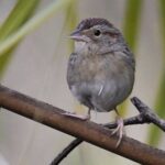 Central Florida Half-Day Private Birding Activity - 2 person max - A Deep Dive into the Experience