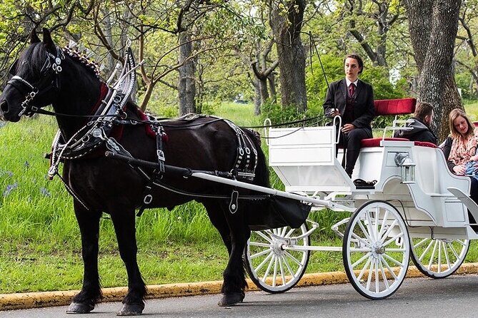 Central Park and NYC Horse Carriage Ride - A Detailed Look at the Central Park Carriage Ride