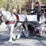 Central Park and NYC Private Horse Carriage Ride - Who Would Love This Tour?