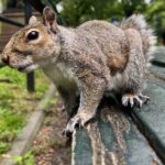 Central Park Guided Walking Tour with Iconic Sights and History - Who Is This Tour Best For?