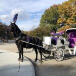 Central Park Horse Carriage Rides Since 2005 - A Detailed Look at the Central Park Horse Carriage Ride