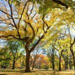 Central Park Photography Tour with Local Photographer - Who Will Love This Tour?