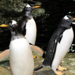 Central Park Zoo Admission Ticket with 4D Theater Access - Final Thoughts