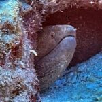 Certified Diver: 2-Tank Night Dive - Why This Tour is a Great Value