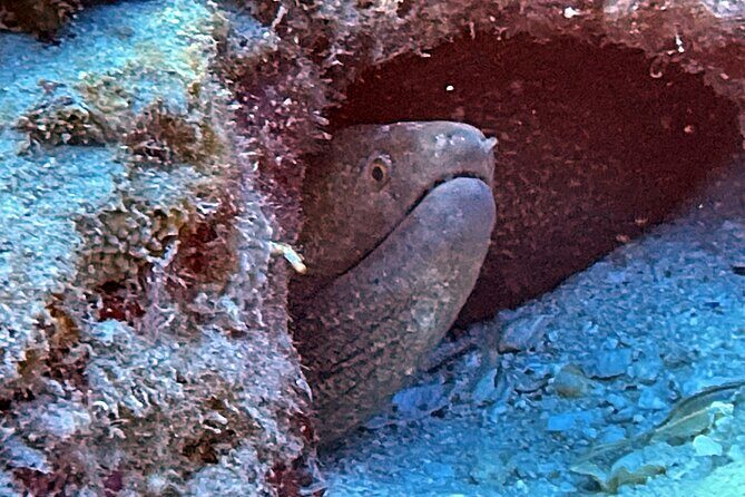 Certified Diver: 2-Tank Night Dive - Why This Tour is a Great Value