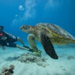 Certified Diver: 2-Tank Shallow Reef Dives off Oahu - The Sum Up