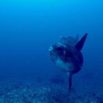 Certified Scuba Dive with Manta Rays (Open Water Diver minimum) - Why It’s a Good Choice