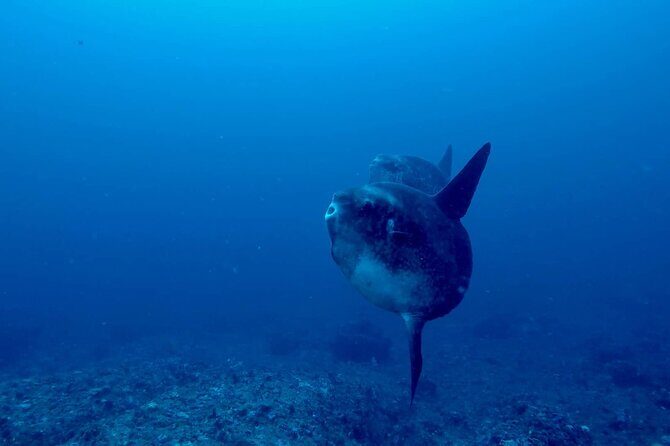 Certified Scuba Dive with Manta Rays (Open Water Diver minimum) - Why It’s a Good Choice