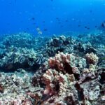 Certified Scuba Diving Experience in Honolulu - Why this tour offers excellent value