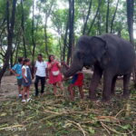 Ceylon Tea Experience from Colombo Port Passenger Terminal - In-Depth Review of the Ceylon Tea Experience